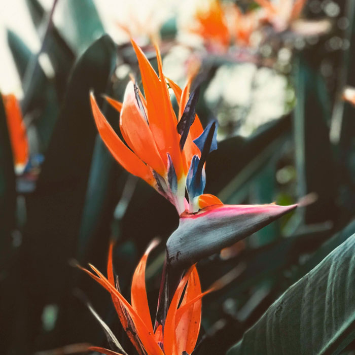 plants3